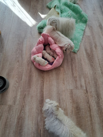 3-8-25 10.15 uur Giovanni - Graham - Grazia - Giana